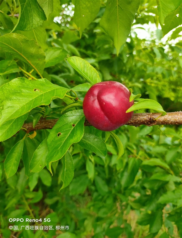 柳城朱紅李開園啦