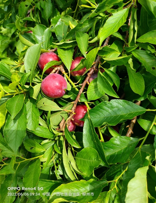 柳城朱紅李開園啦