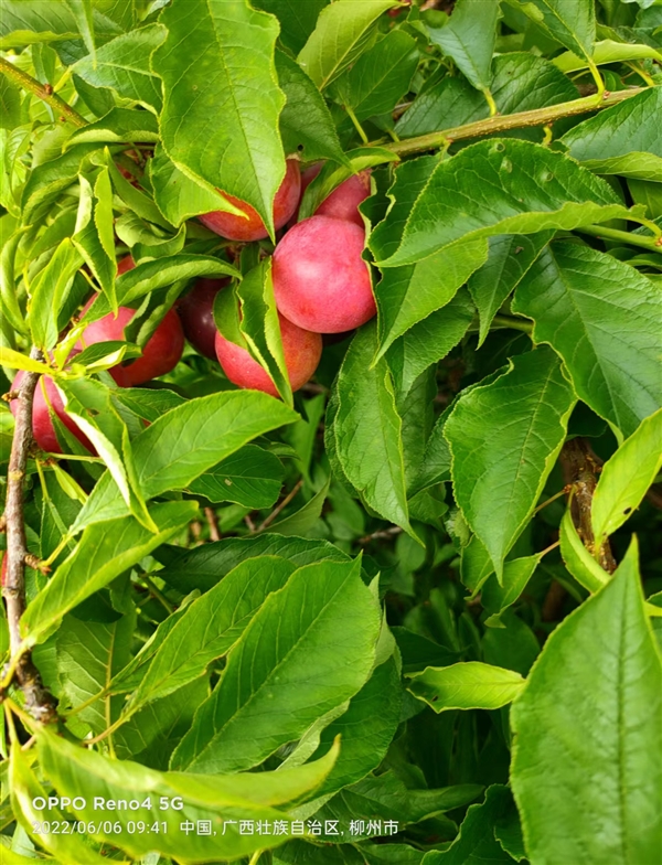 柳城朱紅李開園啦