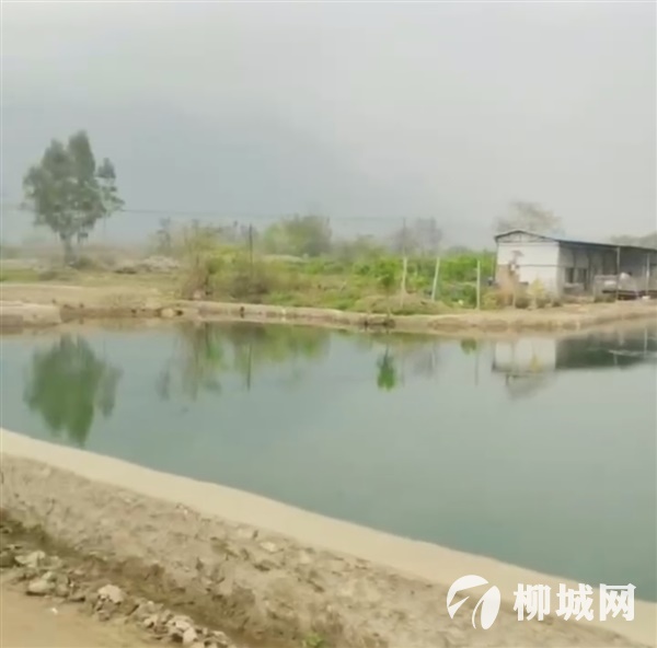 中回村魚塘出租
