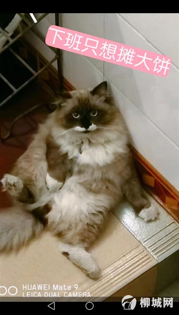 免費領養可愛貓咪