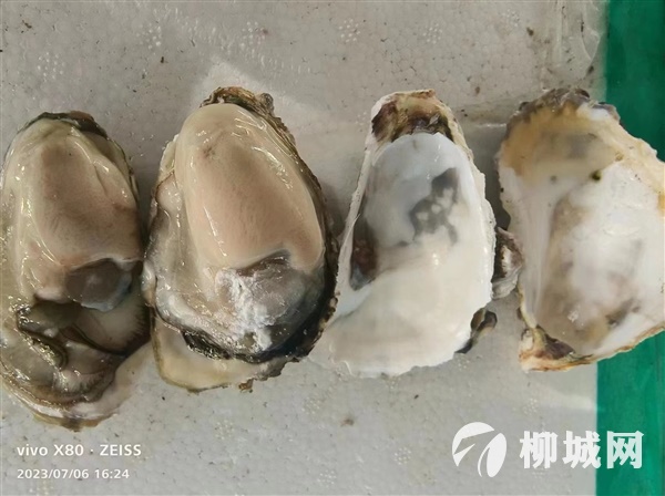新鮮生蠔  14.5一件    26.8兩件 明天早上8點半到貨