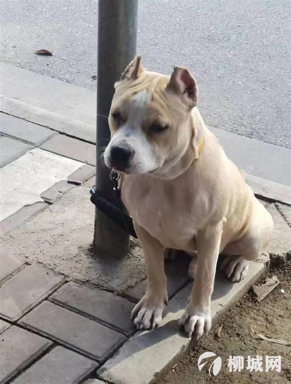 尋犬有酬謝