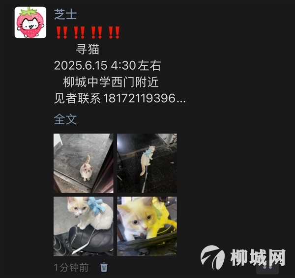 尋貓